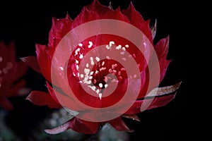 Red flower of lobivia cactus agains dark background