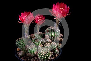Red flower of lobivia cactus agains dark background photo