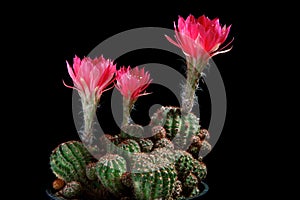 Red flower of lobivia cactus blooming against dark background