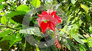 Red flower with a long pistil