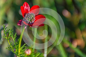 Red flower, macro