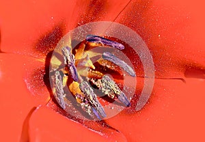 Red Flower Macro