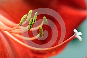 Red flower macro