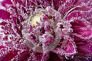 Red flower macro with air bubbles