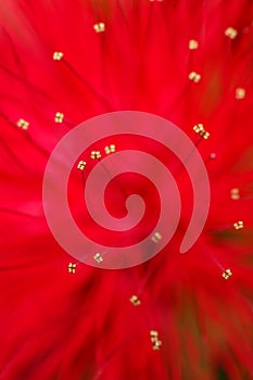 Red flower macro background blur