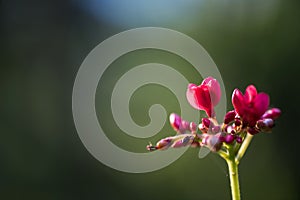 red flower macro with green background