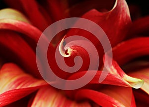 Red flower macro photo, Amaryllis. Red flower background close up, sharp and contrast photo, conceptual photo. Flora macro. valent