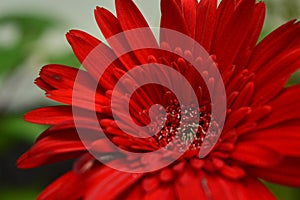 Red flower macro  photography