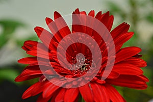 Red flower macro  photography