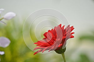 Red flower macro photography