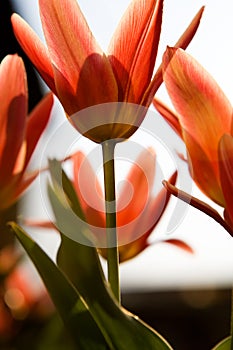 Red flower macro shot