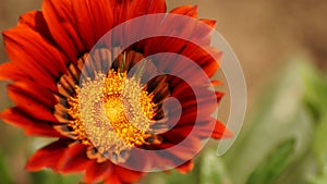 Red flower macro shot