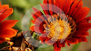 Red flower macro shot