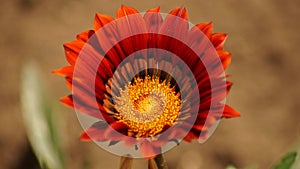 Red flower macro shot