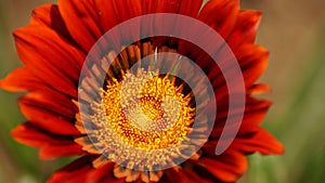 Red flower macro shot