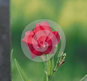 Red flower macro shot