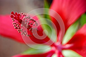 Red flower macro shot bursting with color