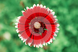 Red flower macro shot over blurred green