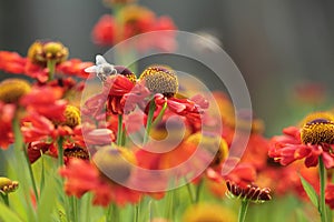 Red flower meadow. Spring background. Bee Honey on red flowers.