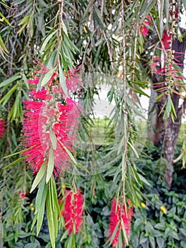 The Red Flower of Melaleuca viminalis photo
