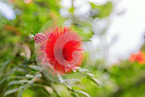 Red flower of a Mimosoideae tree photo