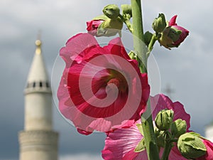 A red flower and minaret in Boghar, Tatarstan, Russia