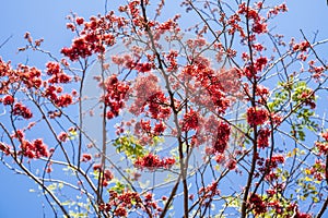 Red flower of Monkey Flower Tree, Fire of Pakistan (Phyllocarpus septentrionalis Donn. Smith) bloom on tree in