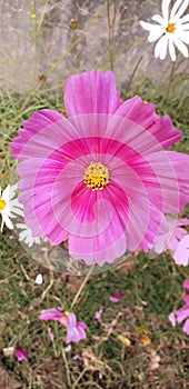 Red flower on morning looking beautiful