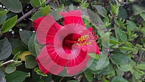 Red flower in morrocco photo