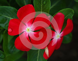 Red flower. Natural, botany.