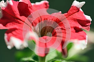 Red flower in the natural light