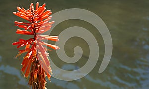 red flower near to bloom