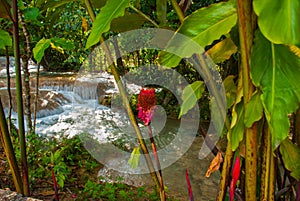 Red flower near the waterfall. Agua Azul, Chiapas, Palenque, Mexico