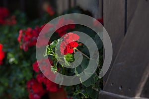 Red flower in old town in Europe at sunset with retro vintage style filter effect on blurred background