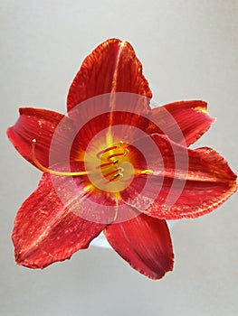 red flower with orange petals inside and yellow pistils, orchid in a round glass vase