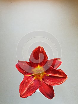 red flower with orange petals inside and yellow pistils, orchid in a round glass vase