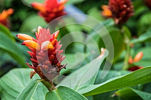 Rare orange and red flower photo