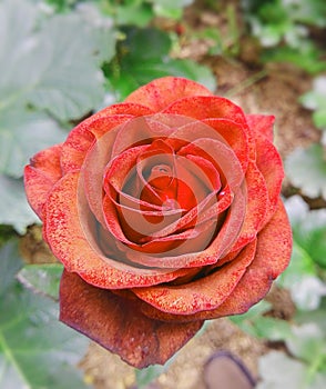 Red flower with orange tones photo