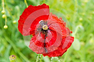 Red flower of the ornamental poppy with water drops