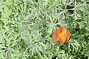 Red flower of the Papaveraceae Ashsholtsia on a green bush in the garden