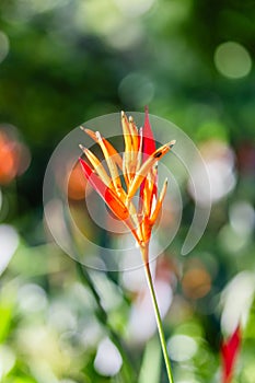 Red Flower at Parador Resort and Spa Manuel Antonio