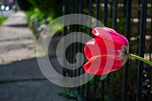 A Red Flower Peaking Through a Fence Next to a Sidewalk