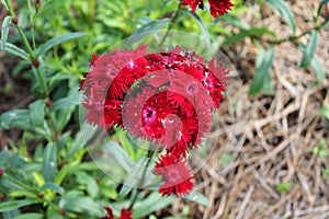 Red flower a perennial type of plant