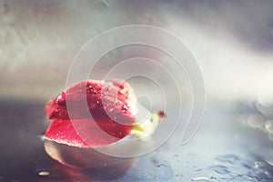 Red  flower petal with a drop of water