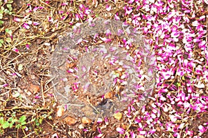 Red flower petals amaranth fall on the ground.