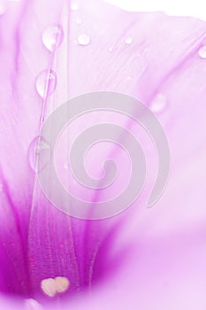 Red flower petals with water droplets