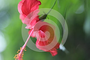 Red flower with pistil