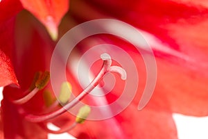 Red flower pistil. macro