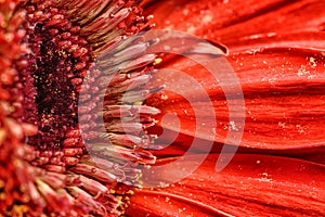 Red flower pistils stamen and pollen