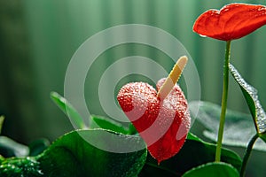 Red flower of the plant anthurium.